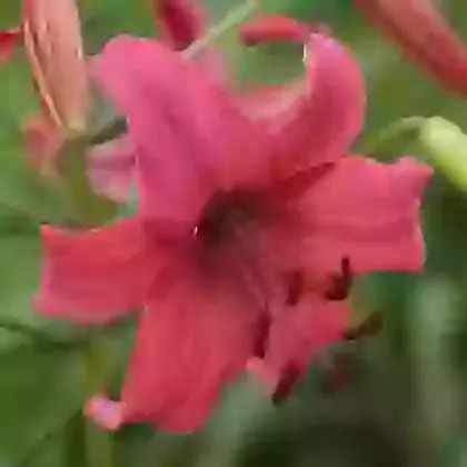 Pink Flight